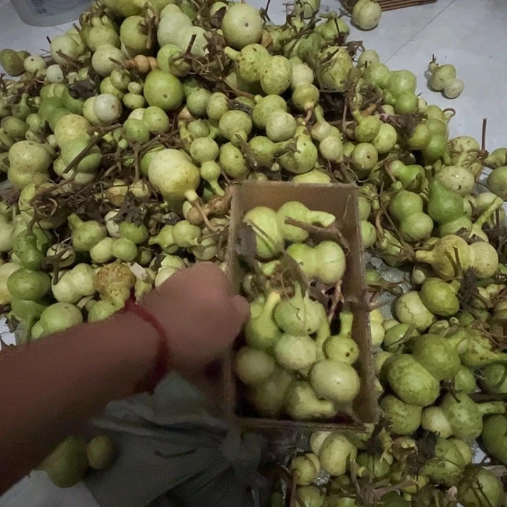 半***翠葫芦等各种各样品种