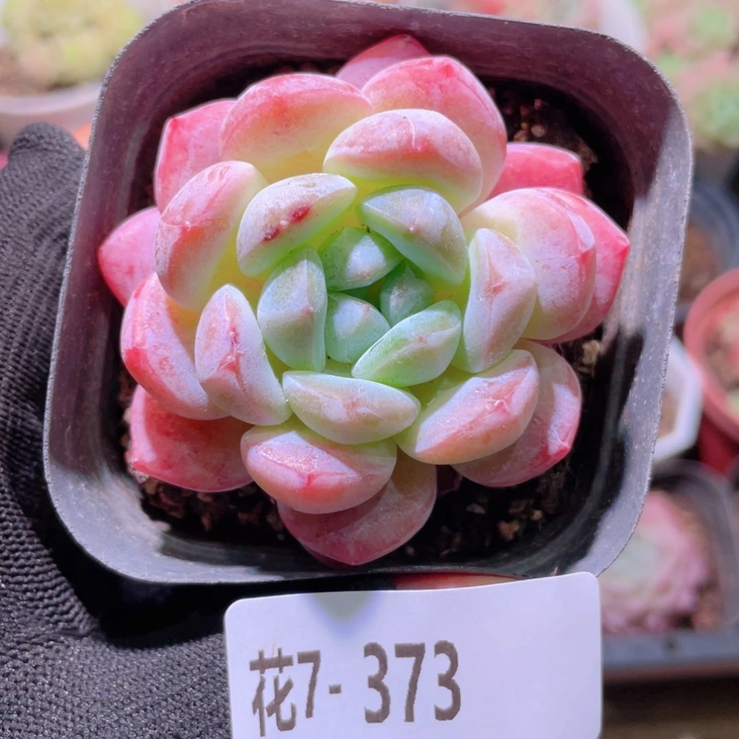 花利美7-373冰糖