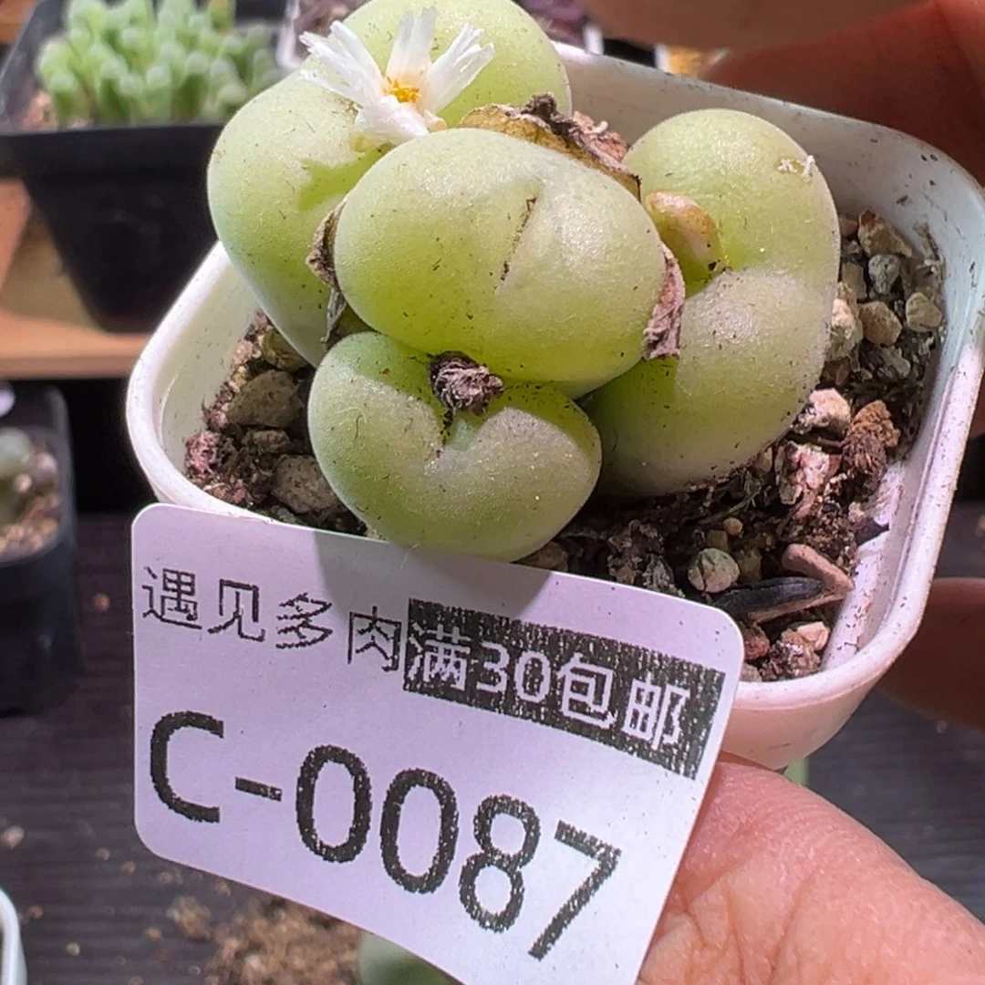 多肉植物11111111111111