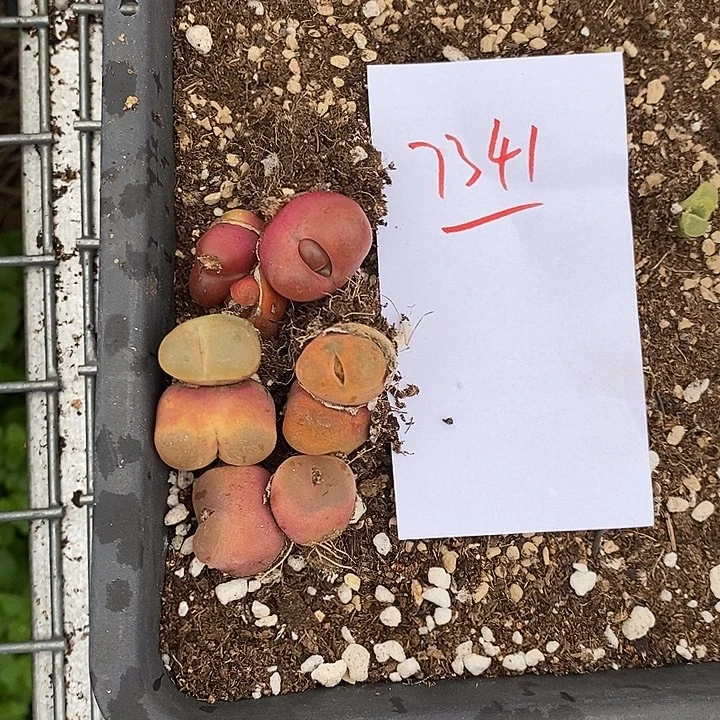菲***菲7341。   一组。
