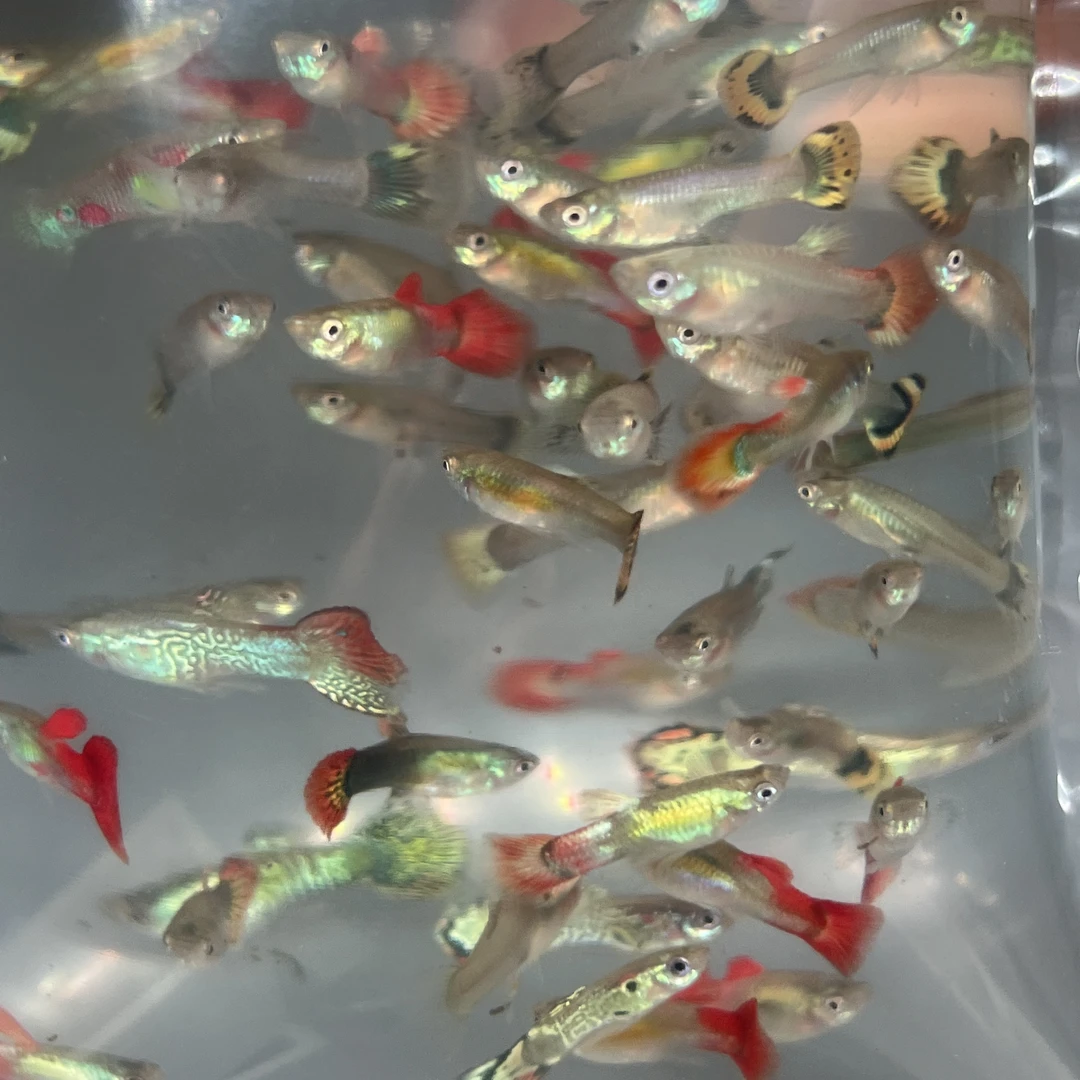 纯新手练手小型孔雀鱼小苗可生小鱼小型观赏鱼