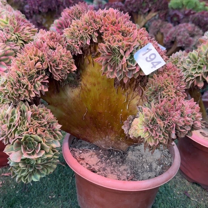 梦幻七彩法师锦缀化194