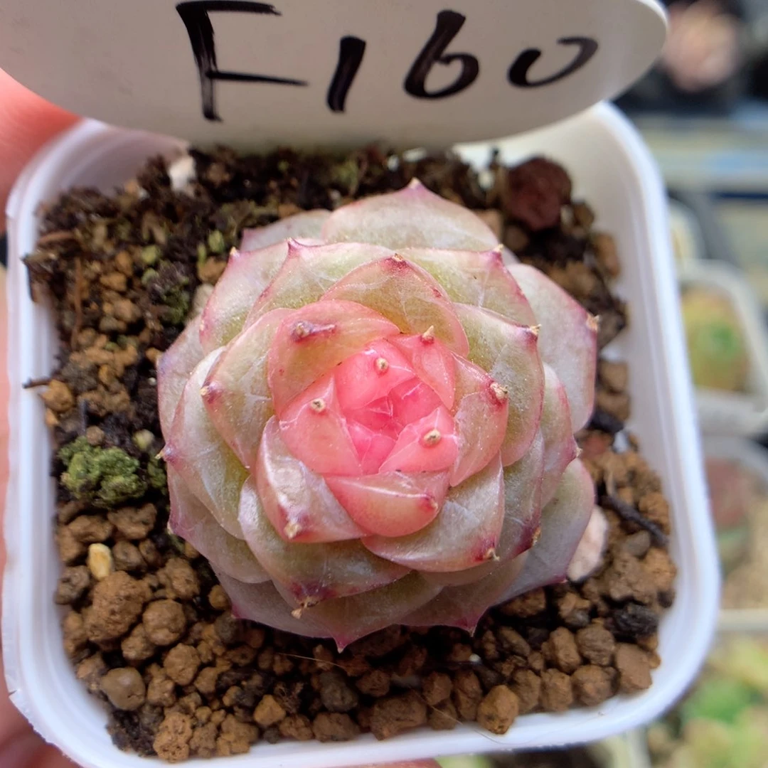 F160 ，柿子多肉20包邮两天凑单