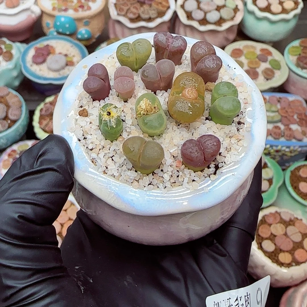 生石花满18包邮1212-9