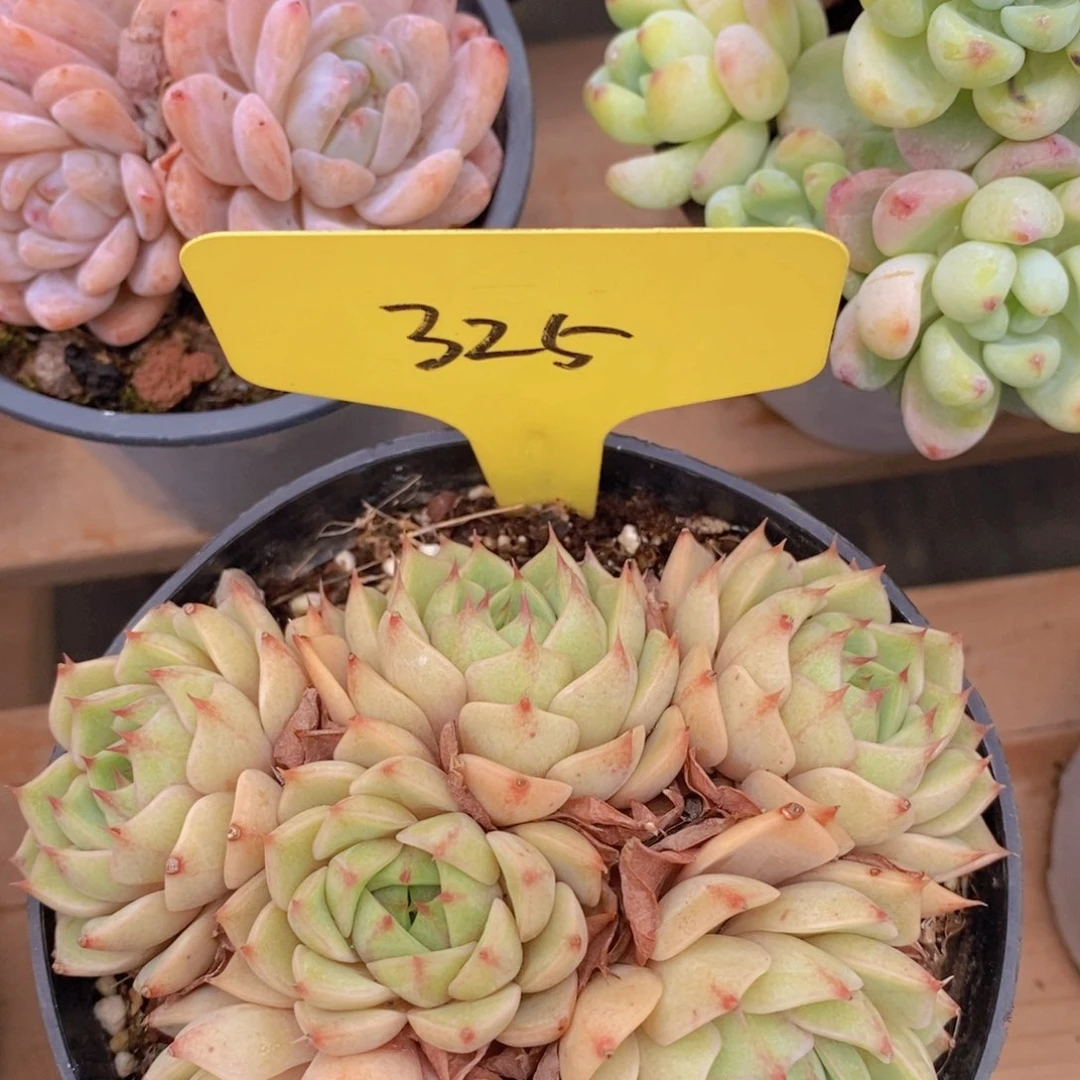 开心多肉，一物一拍，一单包邮