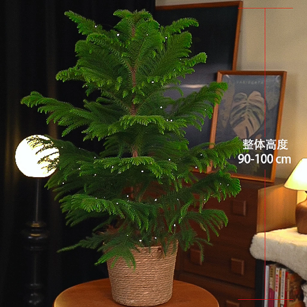 【节日氛围高颜值南洋杉】北欧风室内绿植圣诞树植物好养绿植