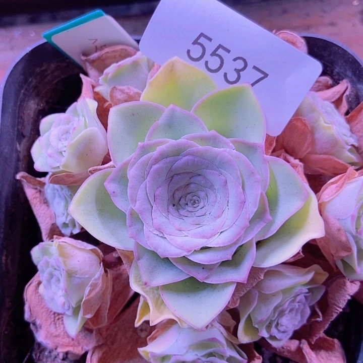 5537山地玫瑰花群