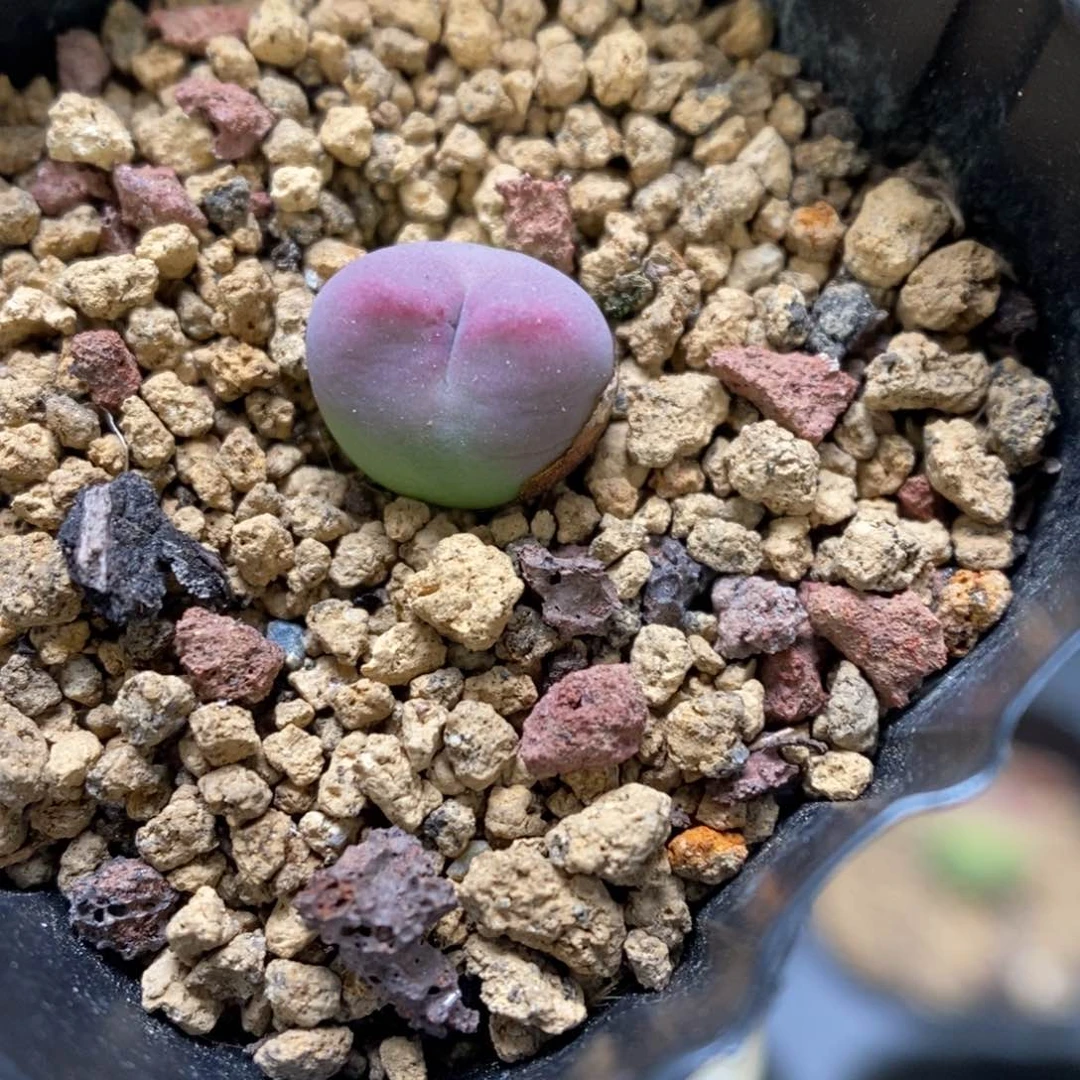 多肉植物肉锥杂交K-3352（1.0）粉将杂