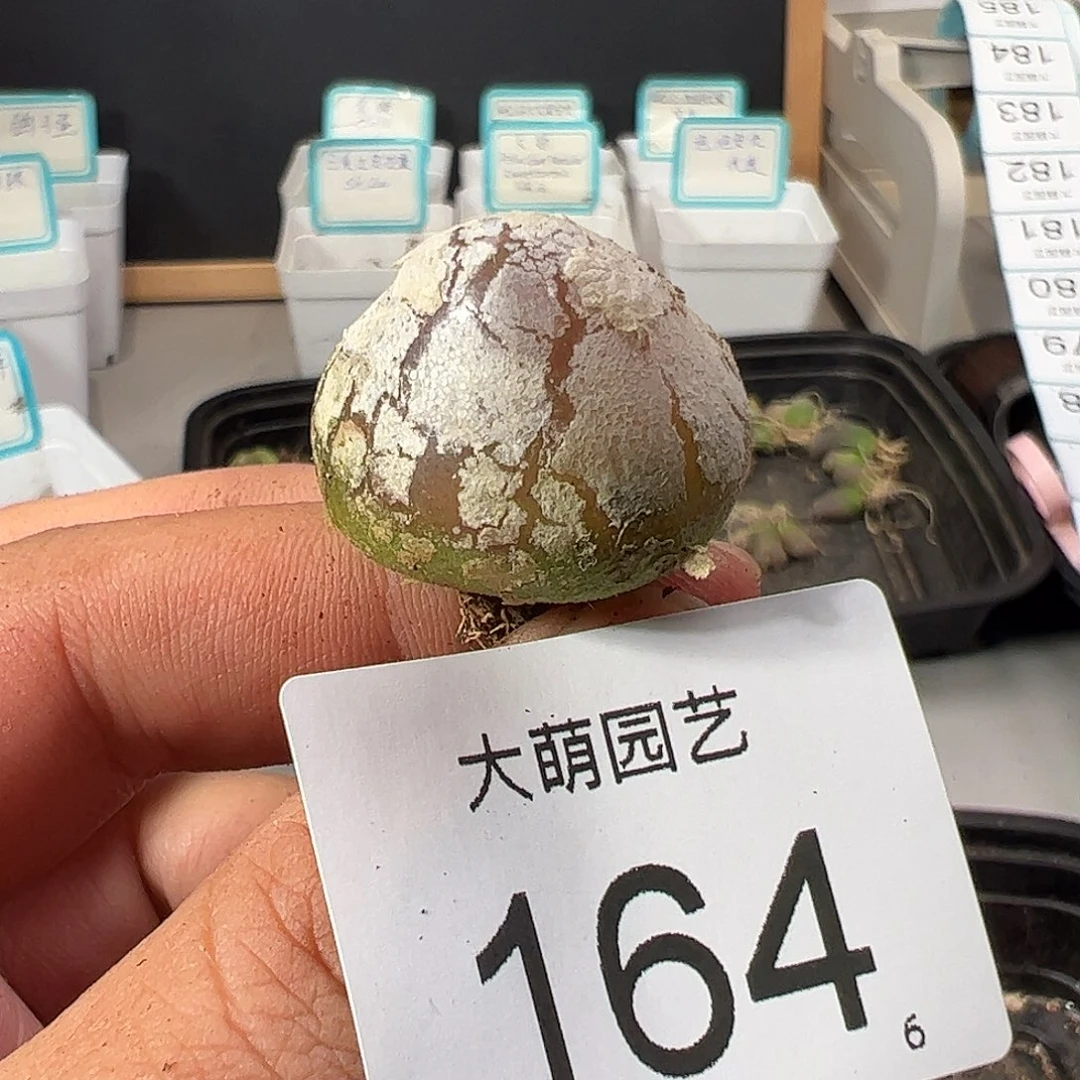 0000164 一物一拍……