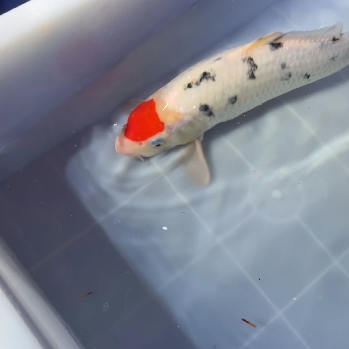 锦鲤锦鲤红白三色