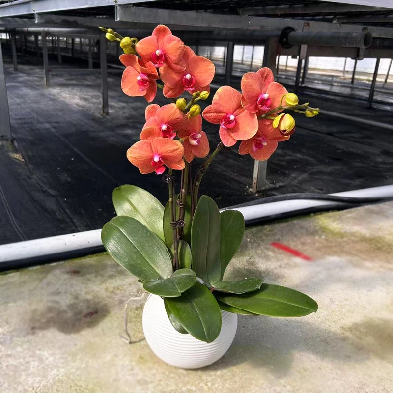 【送花盆】蝴蝶兰金桔中大型花瓣带花苞橙色好养耐开绿植花卉盆栽