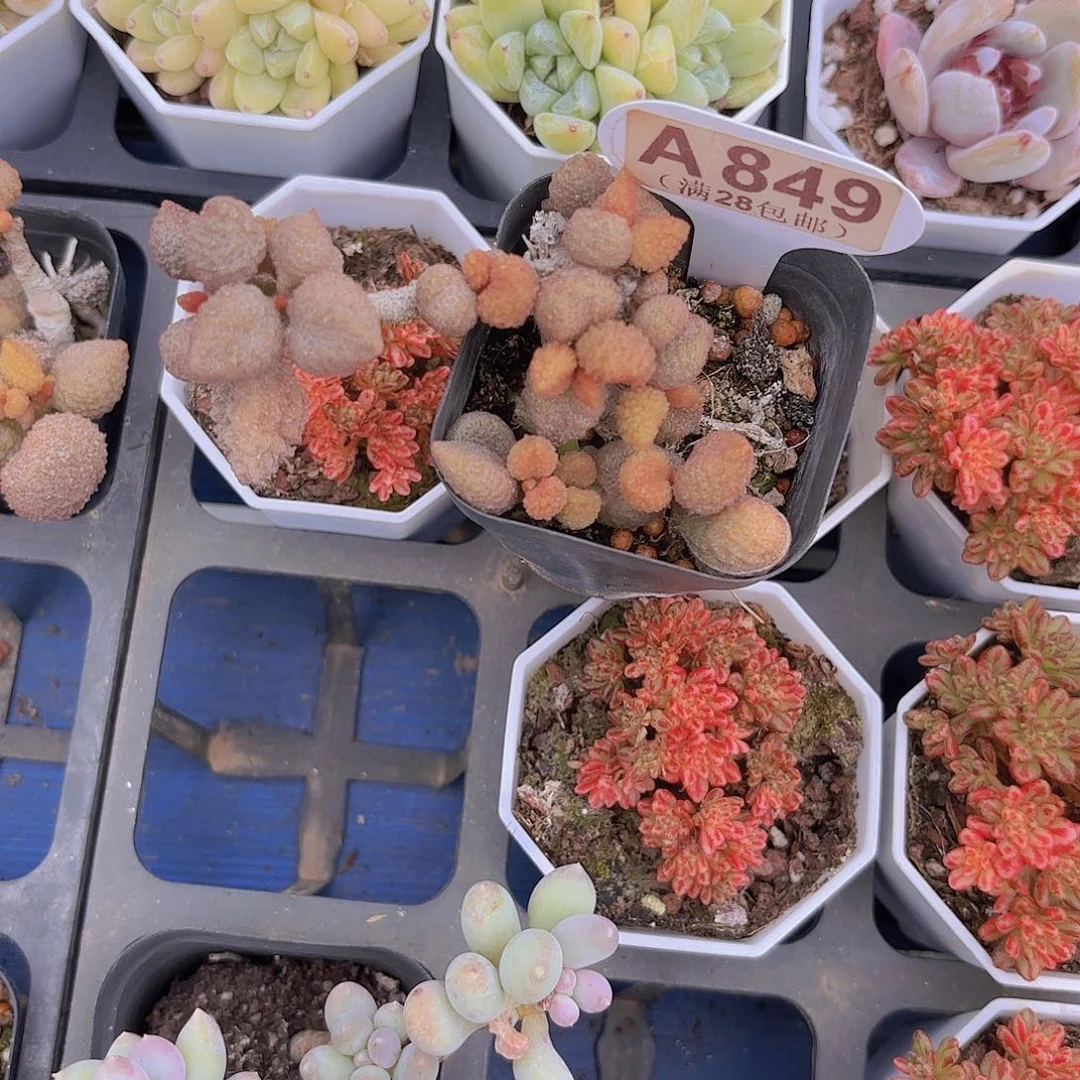 A849荔枝皮一物一拍