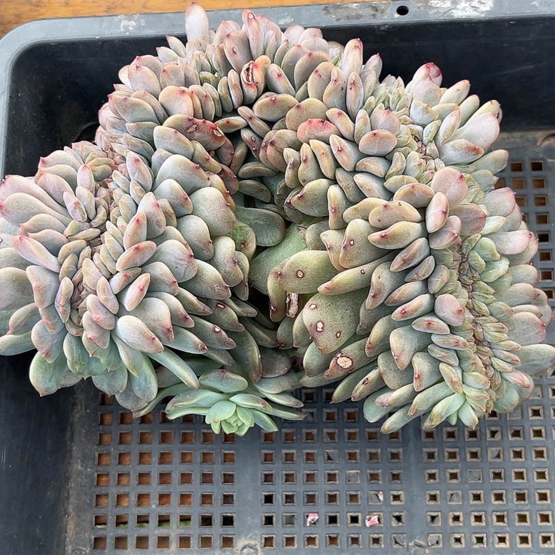 小****红色恋人缀化多肉植物