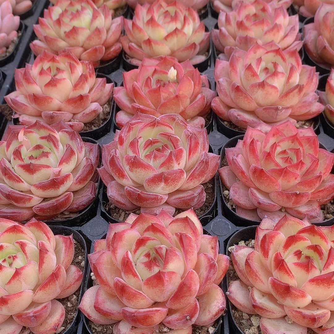 夜魔侠35789900000