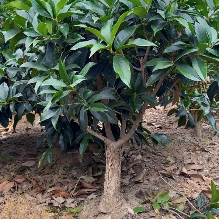 无花朵愛**初桂花。八月桂系列