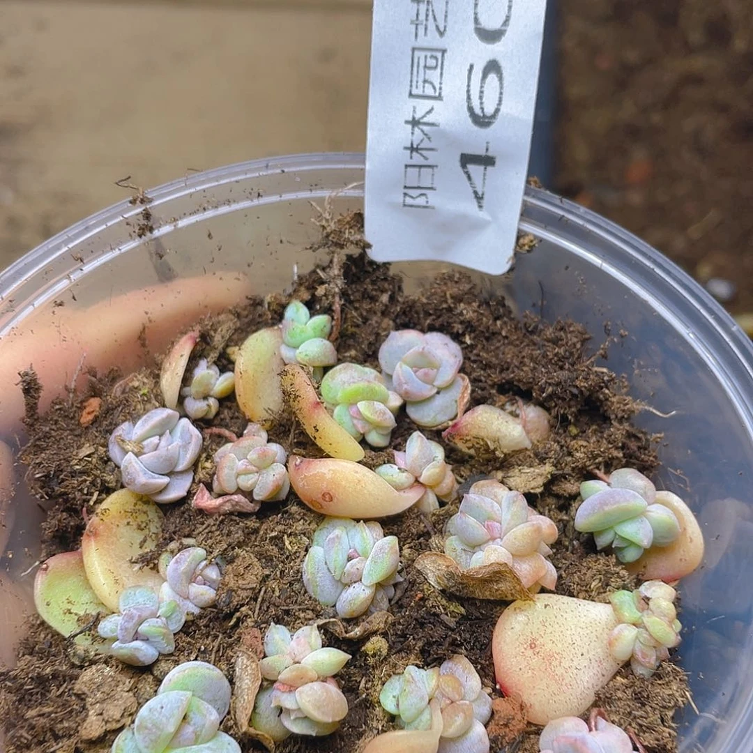多肉植物多肉植物460