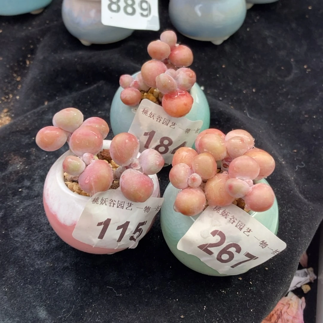 下****吧267.115.184三颗带盆土发货