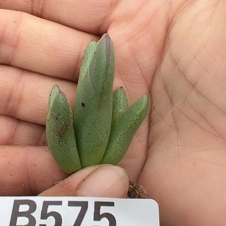 无花朵575号大将之风