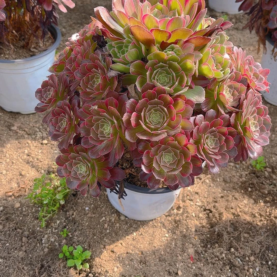 安娜多肉植物手捧