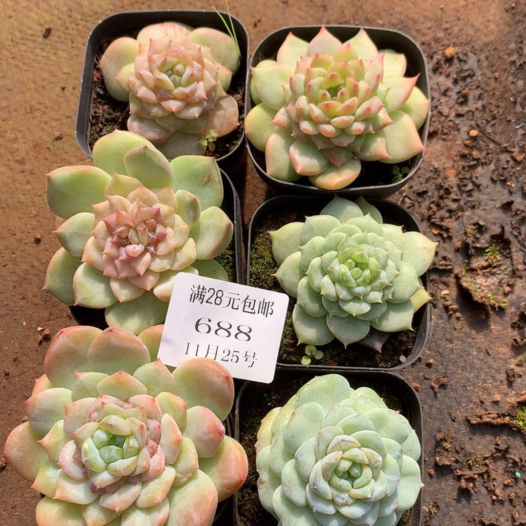 【闪购商品】云688号六颗