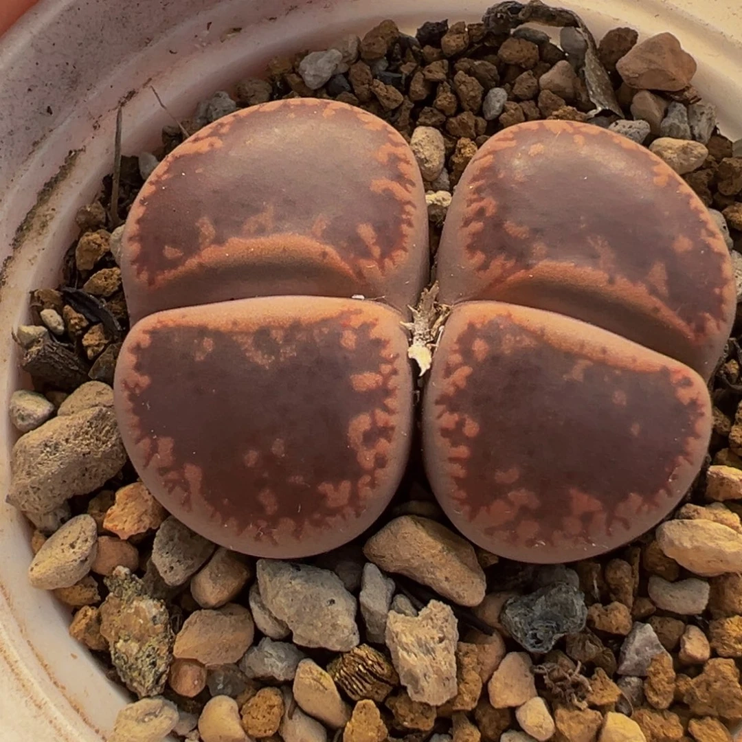 251多肉植物种类多样