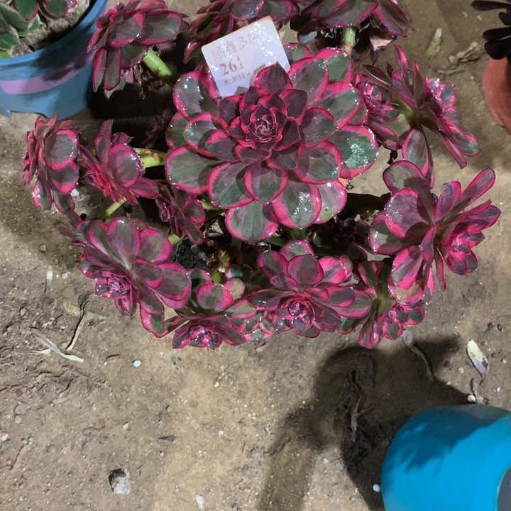 261纳福多肉植物特价