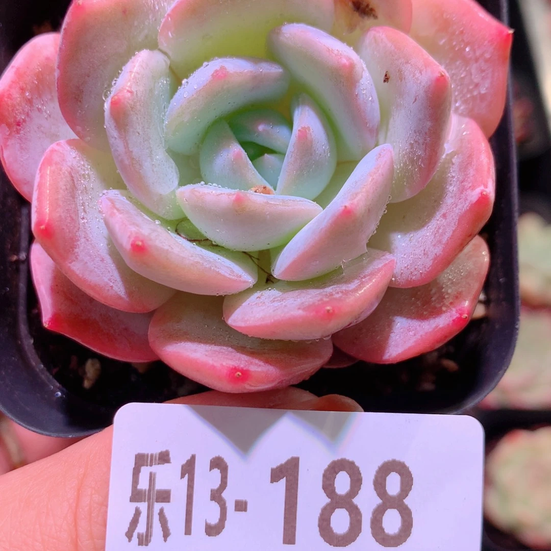 乐然13-188 紫皇后