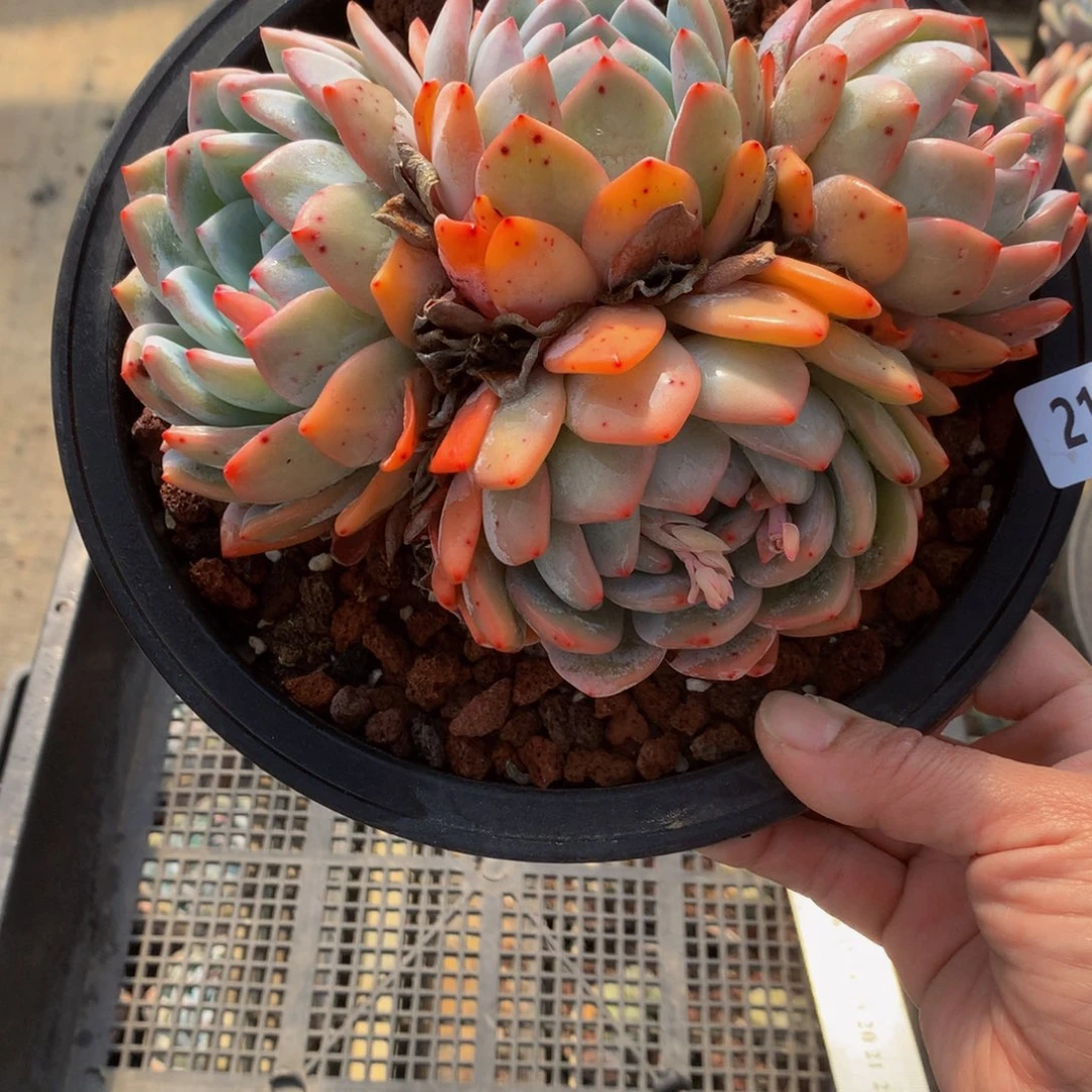 21701多头一个嗯嗯嗯嗯