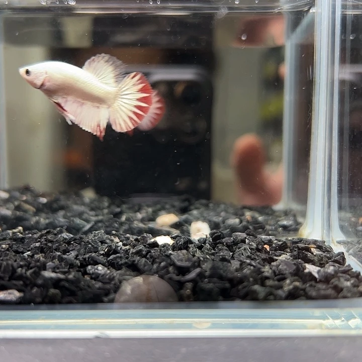 斗鱼竞拍跑单拉黑20日25