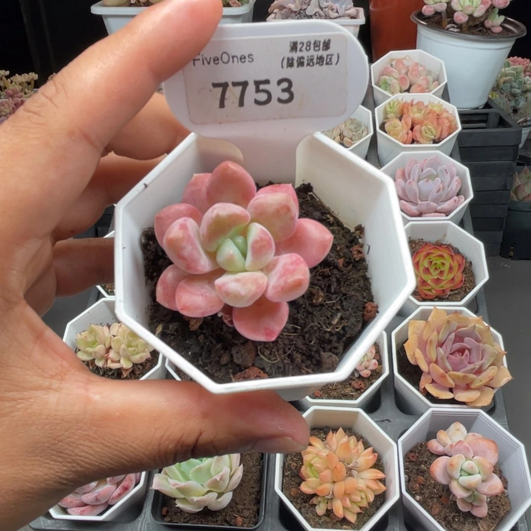 7753花斑鹿4.0厘米