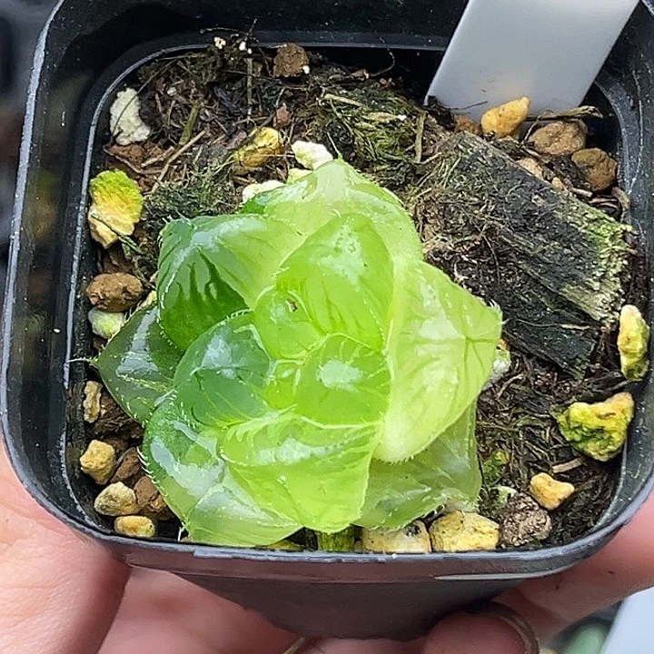 192冰魄玉露锦头家多肉十二卷