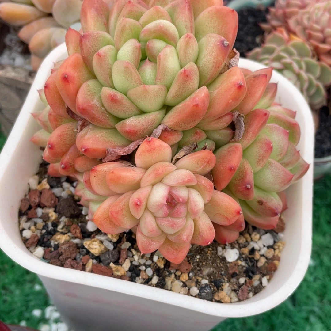 榴莲千层多肉植物盆栽