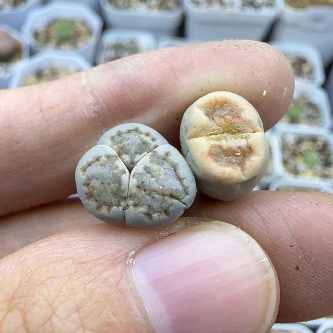 541饼干怪清框福利30包邮
