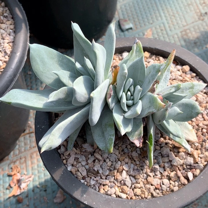 王*床三头浦西非克，多肉植物