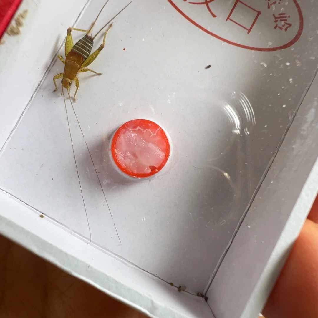 蟋蟀一只烈艳仙子漂亮