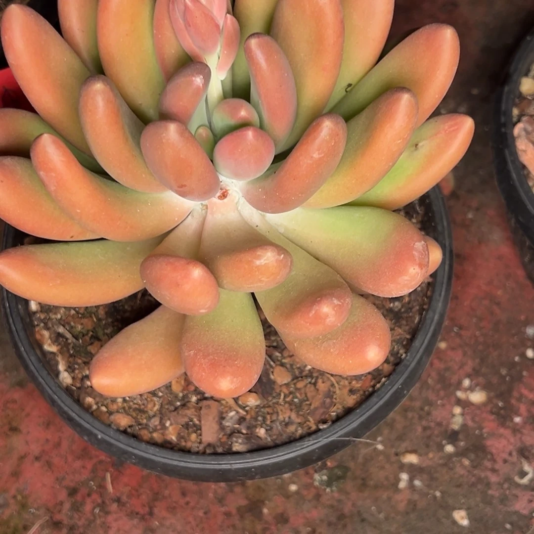 沐***记9049号晚上多肉植物群生吃
