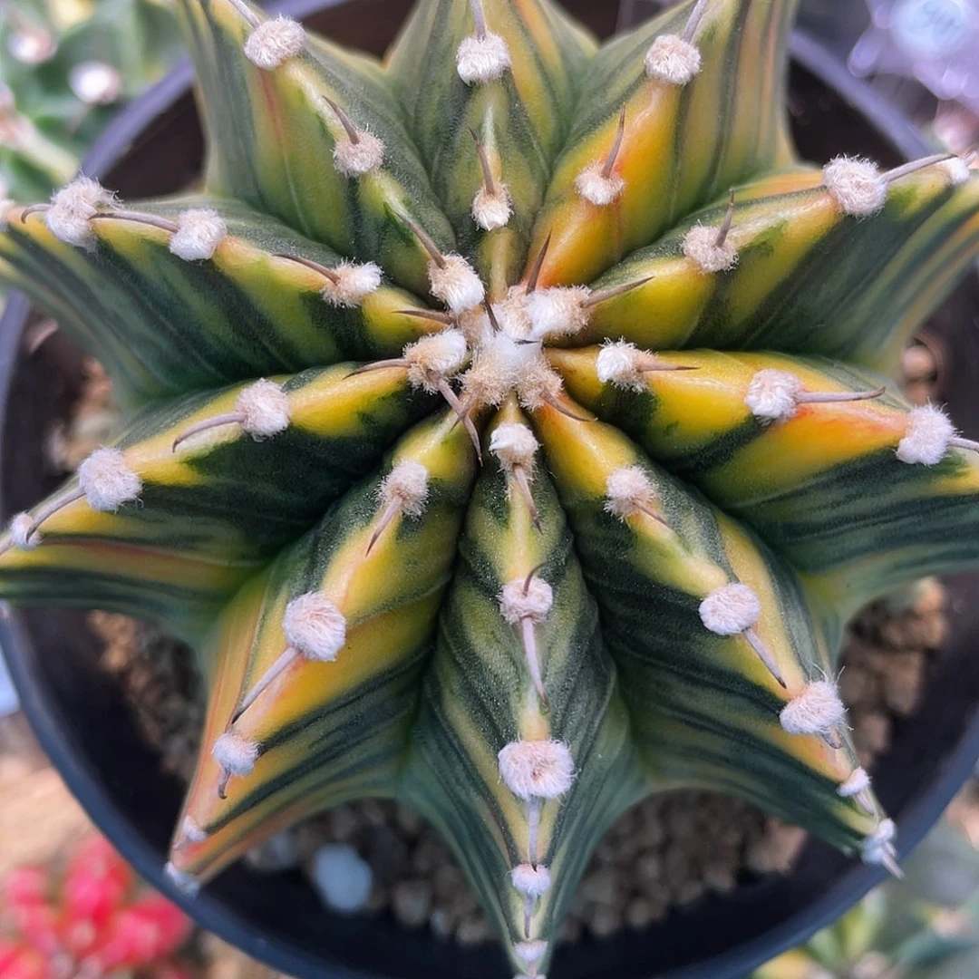 1-132肋骨锦8.4厘米