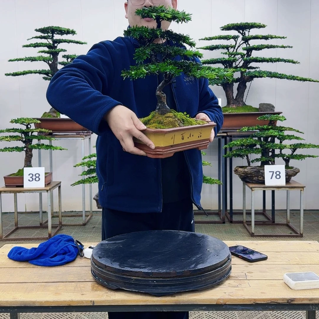 盆景米叶罗汉松盆景