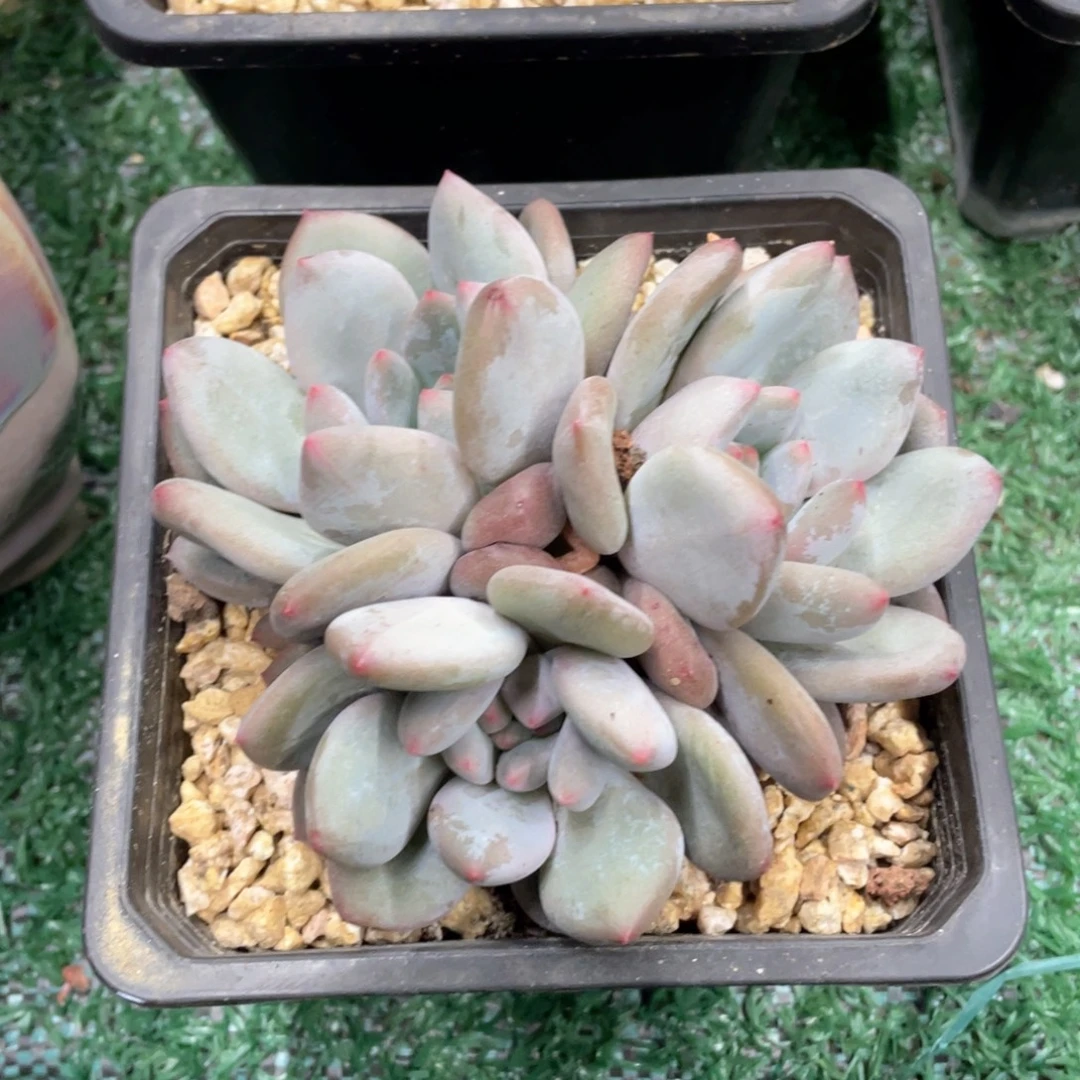 愿***意凯普顿杂一物一拍28包邮非偏远