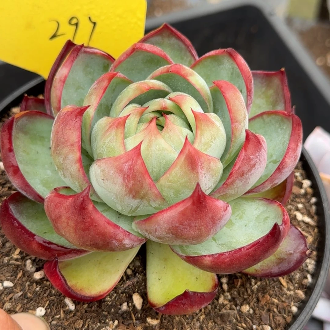 惊鸿一物一拍包装收缩花旱297