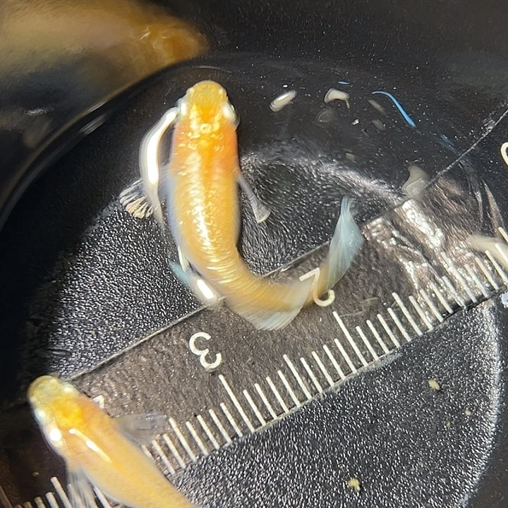 海水鱼酥油灯一组31