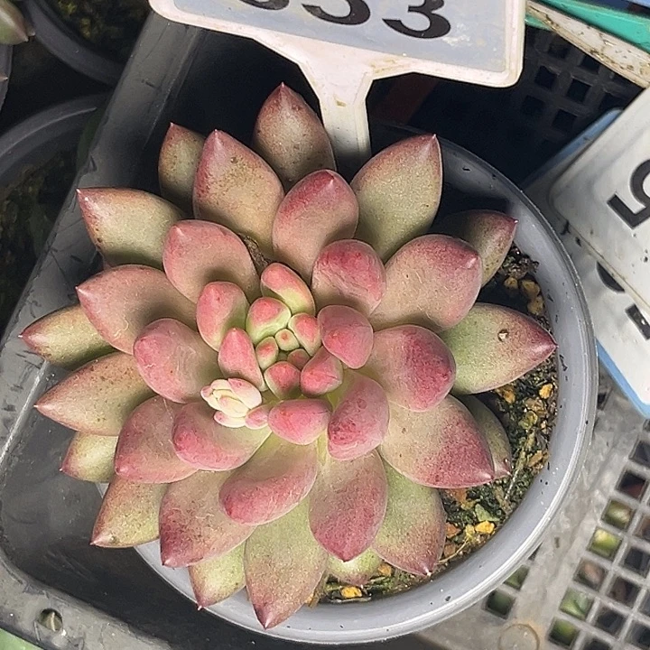 多肉植物流沙虞653