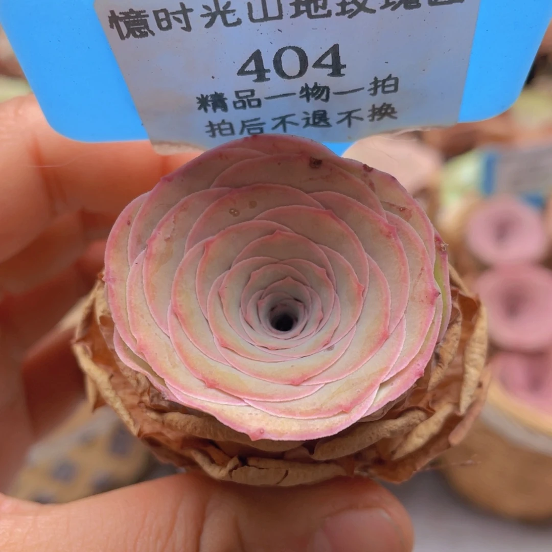 山地玫瑰 404裸根发货不售后