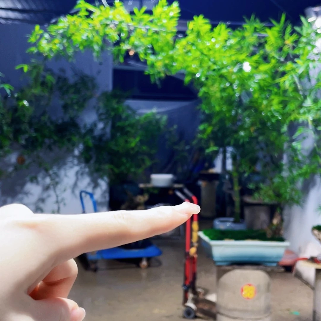 无花朵由****?小叶簕竹熟桩陶瓷盆一物一拍