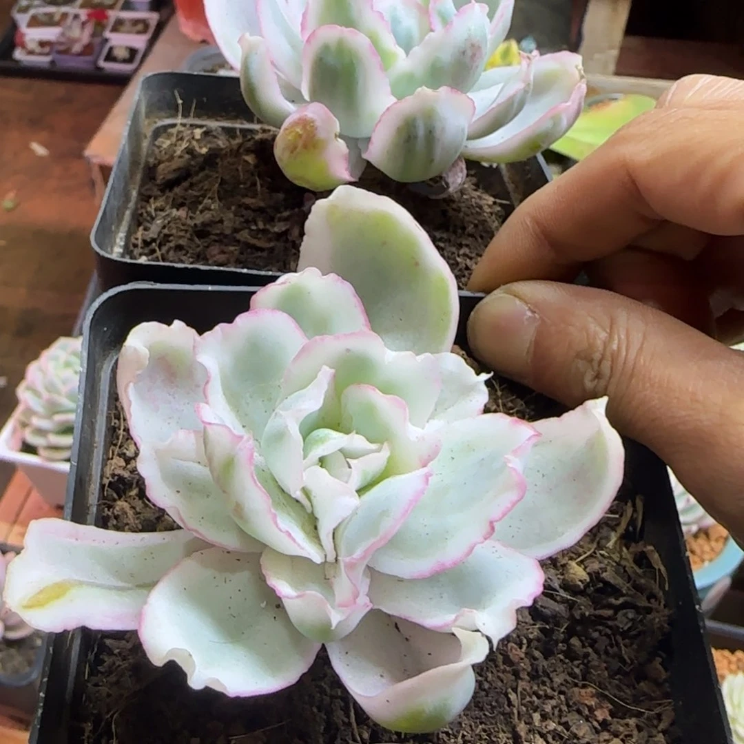 知**乐知足常乐 多肉植物