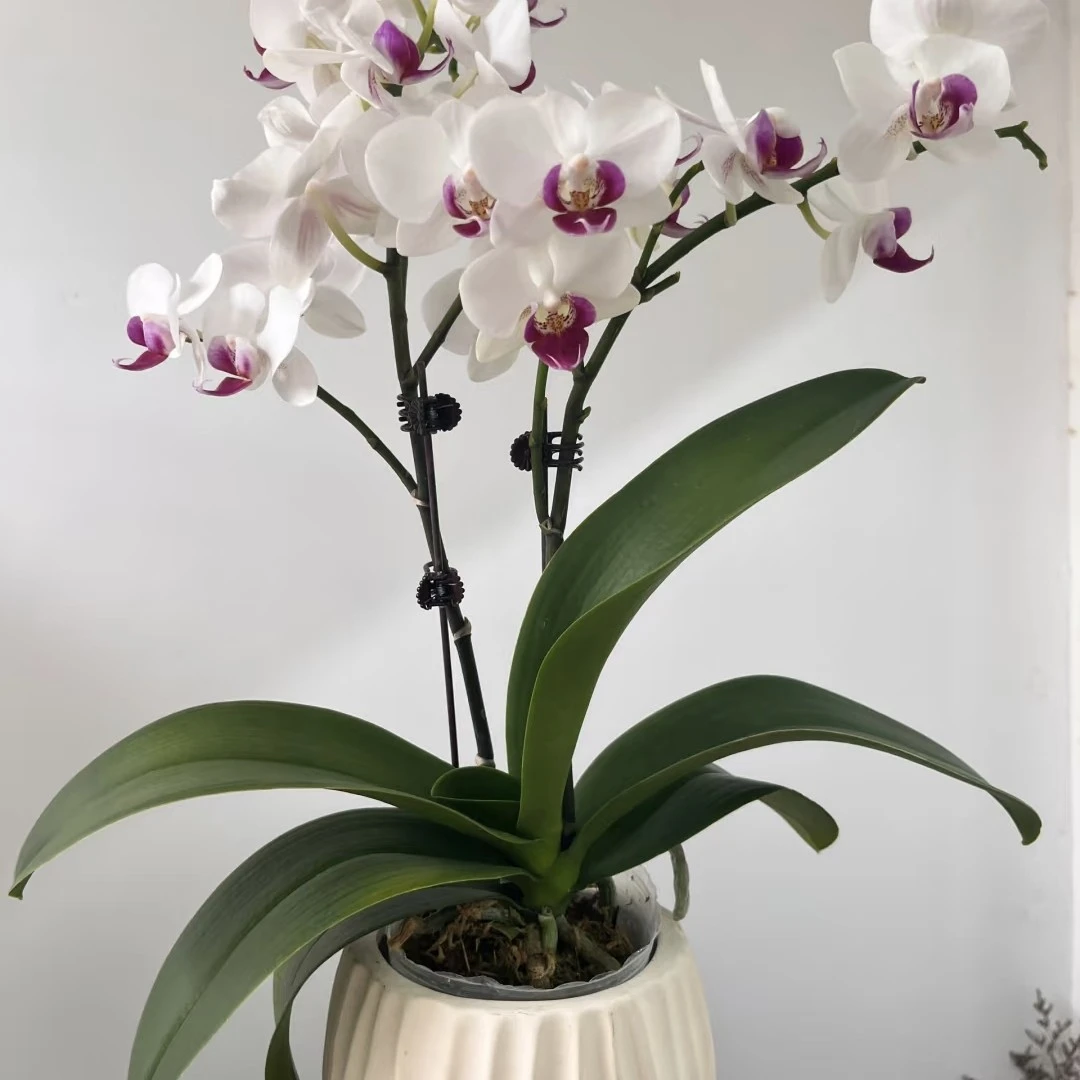 福喜 【雪域】蝴蝶兰 单双混发 基地直发