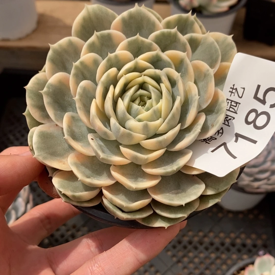 昂斯诺多肉植物7185
