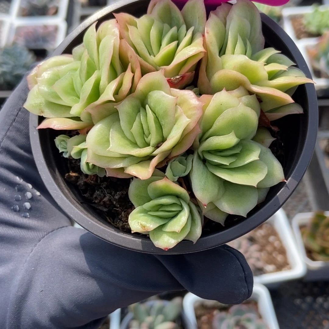 1975冰玫瑰锦多肉植物
