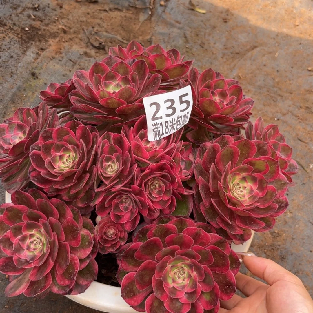 235云南多肉云荷朵朵
