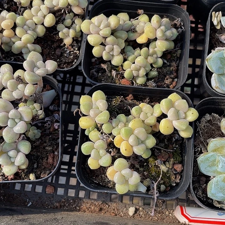 碗也姬秋丽带盆土发